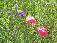 Kornblume und wilder mohn.webp