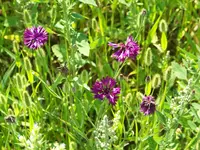 lila kornblume.webp