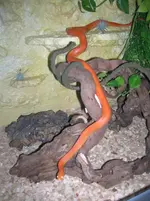 DSCN3953.webp