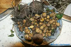 comp_DSC08545.webp