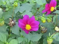 Bild 973.webp