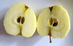 Apfelerntebtv.webp