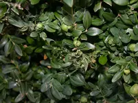 DSCN6348.webp