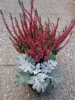 Calluna und Silberblatt.webp