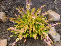 Calluna.webp