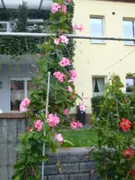 DSC00343.webp