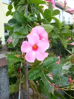 DSC00334.webp
