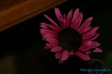 comp_DSC08550.webp