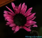 comp_DSC08550.webp
