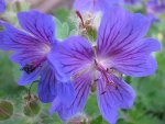 geranium Philippe Vapelle.jpg