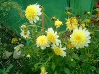 CIMG0018.webp