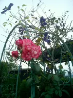 CIMG0031.webp