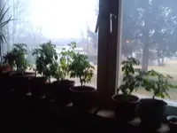 Tomate.webp