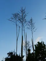 Himmlisch_155.webp