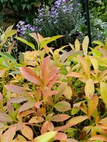 Herbstzauber_007.webp