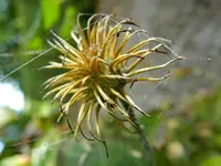 Herbstzauber_006.webp