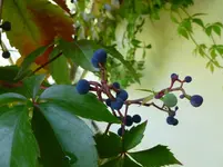 P1030383.webp
