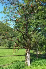 äpfel.webp