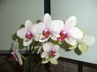 P1020919~1.webp