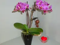 Mini-Orchidee.webp