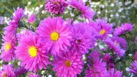 DSCN3811.webp