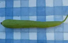 indische Gurke.webp