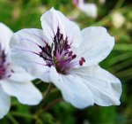 Erodium blüte.jpg