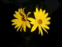 CIMG7191.webp