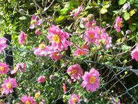 CIMG1890.webp