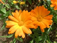 CIMG1901.webp