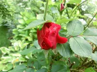 CIMG1916.webp
