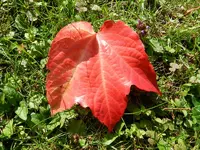 Rote Blätter_039.webp