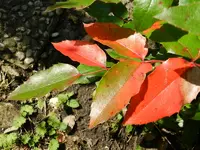Rote Blätter_040.webp