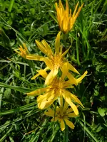 WiesenBocksbart_107.webp