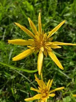 WiesenBocksbart_108.webp