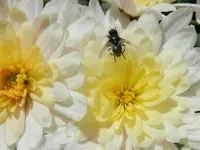 Fliege_067.webp