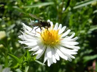 Fliege_061.webp