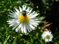 Fliege_062.webp