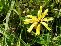 Fliege_064.webp