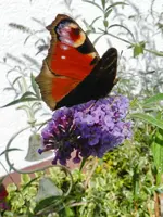 005.webp