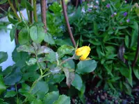 DSCF5376.webp