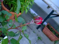 DSCF5378.webp