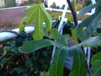 DSCF5385.webp