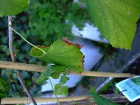 DSCF5383.webp