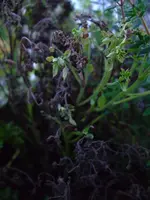 DSCF5390.webp