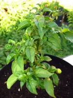 pepper_habanero_red.webp