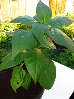 pepper_habanero_golden.webp