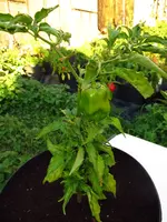 pepper_habanero_orange.webp