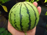 melon_cream_of_saskatchewan_0.webp