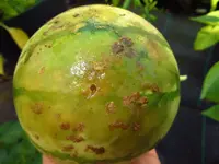 melon_cream_of_saskatchewan_1.webp